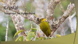  Presentation with yellow green - Beautiful slide deck featuring tufts - lesser yellownape woodpecker green yellow backdrop and a mint green colored foreground