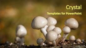  Presentation with fungus - Beautiful slides featuring tufts - porcelain fungus otherwise known backdrop and a tawny brown colored foreground