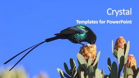  Presentation with protea flower - Cool new slide set with tufts - scarlet-tufted malachite sunbird on protea backdrop and a light blue colored foreground