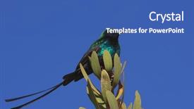  Presentation with scarlet letter - Presentation theme featuring tufts - scarlet-tufted malachite sunbird background and a ocean colored foreground