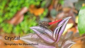  Presentation with marsh - Presentation theme having tufts - spine-tufted skimmer dragonfly crimson-tailed marsh background and a  colored foreground