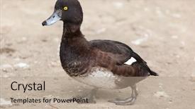 Presentation with underwater wild nature sea life - Slides with tufts - tufted duck aythya fuligula wild background and a coral colored foreground