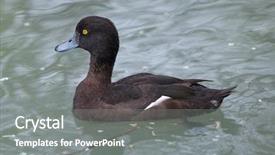  Presentation with underwater wild nature sea life - Beautiful theme featuring tufts - tufted duck aythya fuligula wild backdrop and a gray colored foreground