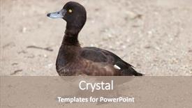  Presentation with underwater wild nature sea life - Presentation theme featuring tufts - tufted duck aythya fuligula wild background and a coral colored foreground
