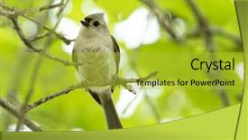  Presentation with what is thing used in looking for far object - Slide set enhanced with tufts - tufted titmouse perched background and a yellow colored foreground