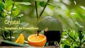  Presentation with new zealand - Theme enhanced with tui bird a native background and a tawny brown colored foreground