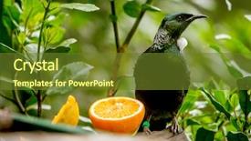  Presentation with new zealand - Beautiful presentation theme featuring tui bird a native backdrop and a tawny brown colored foreground