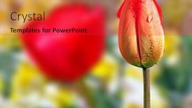  Presentation with narcissus - Cool new theme with tulip amongst narcissus backdrop and a red colored foreground