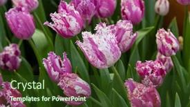  Presentation with tulip - Amazing PPT theme having tulip-beautiful-bouquet-of-tulips backdrop and a tawny brown colored foreground