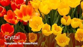  Presentation with tulip - Theme featuring tulip-beautiful-bouquet-of-tulips background and a crimson colored foreground