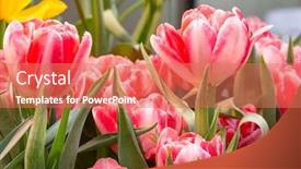  Presentation with tulip drops - Colorful slide deck enhanced with tulip-beautiful-bouquet-of-tulips backdrop and a coral colored foreground