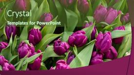  Presentation with tulip - Cool new PPT layouts with tulip-beautiful-bouquet-of-tulips backdrop and a tawny brown colored foreground