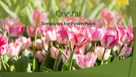  Presentation with tulip - PPT theme with tulip-beautiful-bouquet-of-tulips background and a yellow colored foreground