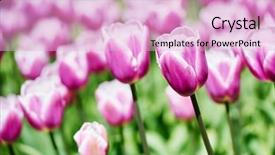  Presentation with purple flowers - Presentation design featuring tulip blossom close-up purple flowers field outdoors shallow dof background and a lavender colored foreground