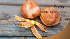  Presentation with maple - Slide deck consisting of tulip bulbs and maple seeds background and a  colored foreground