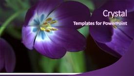  Presentation with purple spring - PPT layouts consisting of tulip during spring season color background and a wine colored foreground