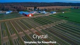  Presentation with tulip - Slide set having tulip-farm-aerial-view background and a tawny brown colored foreground