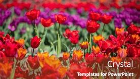  Presentation with springtime - Presentation design with tulip-field-flowers-in-bloom background and a tawny brown colored foreground