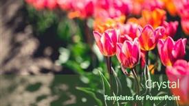  Presentation with springtime - PPT theme with tulip-field-flowers-in-bloom background and a tawny brown colored foreground