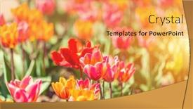  Presentation with springtime - Slide deck with tulip-field-flowers-in-bloom background and a yellow colored foreground