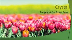  Presentation with tulip - Presentation design enhanced with tulip-field-landscape-in-spring background and a yellow colored foreground