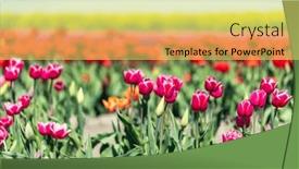  Presentation with bloom - 