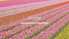  Presentation with tulip - Colorful presentation theme enhanced with tulip-field-near-noordwijk-netherlands backdrop and a coral colored foreground