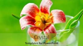  Presentation with tulip - Audience pleasing PPT layouts consisting of tulip-flower-in-a-glass backdrop and a yellow colored foreground