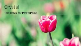  Presentation with bloom - Presentation theme having tulip-flower-in-bloom background and a seafoam green colored foreground