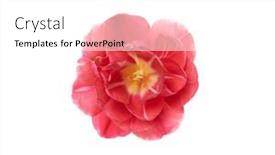  Presentation with tulip - PPT theme having tulip-flower-isolated-on-white background and a white colored foreground