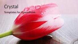  Presentation with tulip - Amazing theme having tulip flower on wooden background backdrop and a  colored foreground