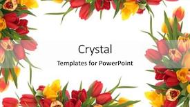  Presentation with flower border - Presentation enhanced with tulip flower spring border isolated background and a white colored foreground