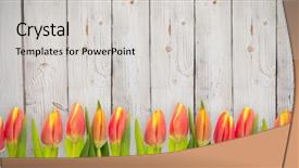  Presentation with rustic wood and flowers - Colorful slides enhanced with tulip flowers against wooden background backdrop and a  colored foreground