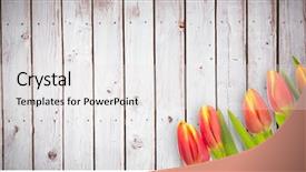  Presentation with tulip - Colorful PPT theme enhanced with tulip flowers against wooden planks backdrop and a  colored foreground