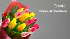  Presentation with tulip - Beautiful presentation design featuring tulip-flowers-bouquet-gray-background backdrop and a gray colored foreground