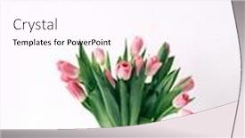  Presentation with mothers day - Slide set having tulip flowers bouquet on white background and a pink colored foreground