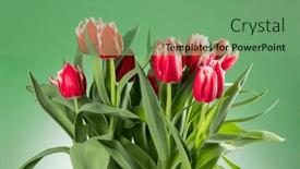  Presentation with valentine - Presentation having tulip-flowers-bunch-blooming-red background and a seafoam green colored foreground