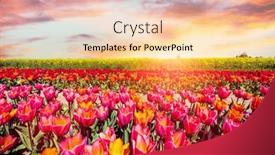  Presentation with springtime - 