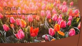  Presentation with tulip - 