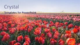  Presentation with tulip - 