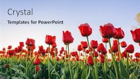  Presentation with blue tulip - Presentation theme featuring tulip-flowers-field-in-spring background and a light blue colored foreground