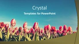  Presentation with blue tulip - Presentation theme with tulip-flowers-field-in-spring background and a ocean colored foreground