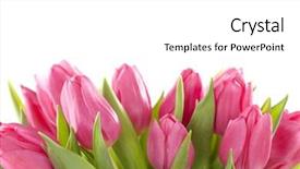  Presentation with white flowers of jasmine - Presentation theme with tulip flowers on white background background and a white colored foreground