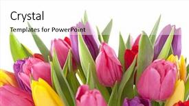  Presentation with white flowers of jasmine - Beautiful presentation theme featuring tulip flowers on white background backdrop and a white colored foreground