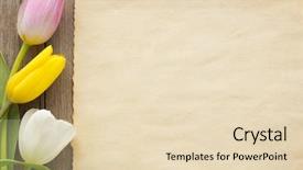  Presentation with tulip - Slides with tulip flowers on wood background background and a lemonade colored foreground