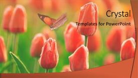  Presentation with tropical flowers close up - Slide deck consisting of beautiful butterfly and flowers closeup background and a gold colored foreground