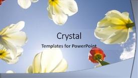  Presentation with sunshine flower - Colorful theme enhanced with tulip garden outdoor blue sky sunshine flower bloom blossom backdrop and a light blue colored foreground