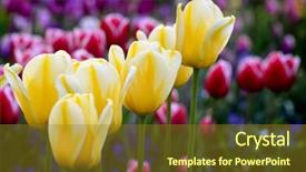  Presentation with grown - Slides featuring tulip garden with variety of freshly grown flowers and greenery background and a tawny brown colored foreground