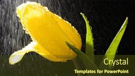  Presentation with tulip - Beautiful slides featuring tulip-in-the-rain backdrop and a tawny brown colored foreground