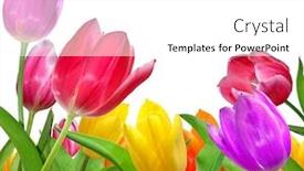  Presentation with tulip - Presentation theme enhanced with tulip isolated on white background and a white colored foreground